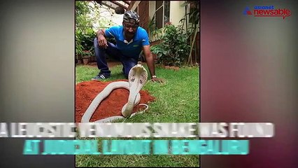 White snake in Bengaluru