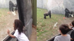 'Prankish gorilla pops up out of nowhere and scares children *Try Not to Laugh*'