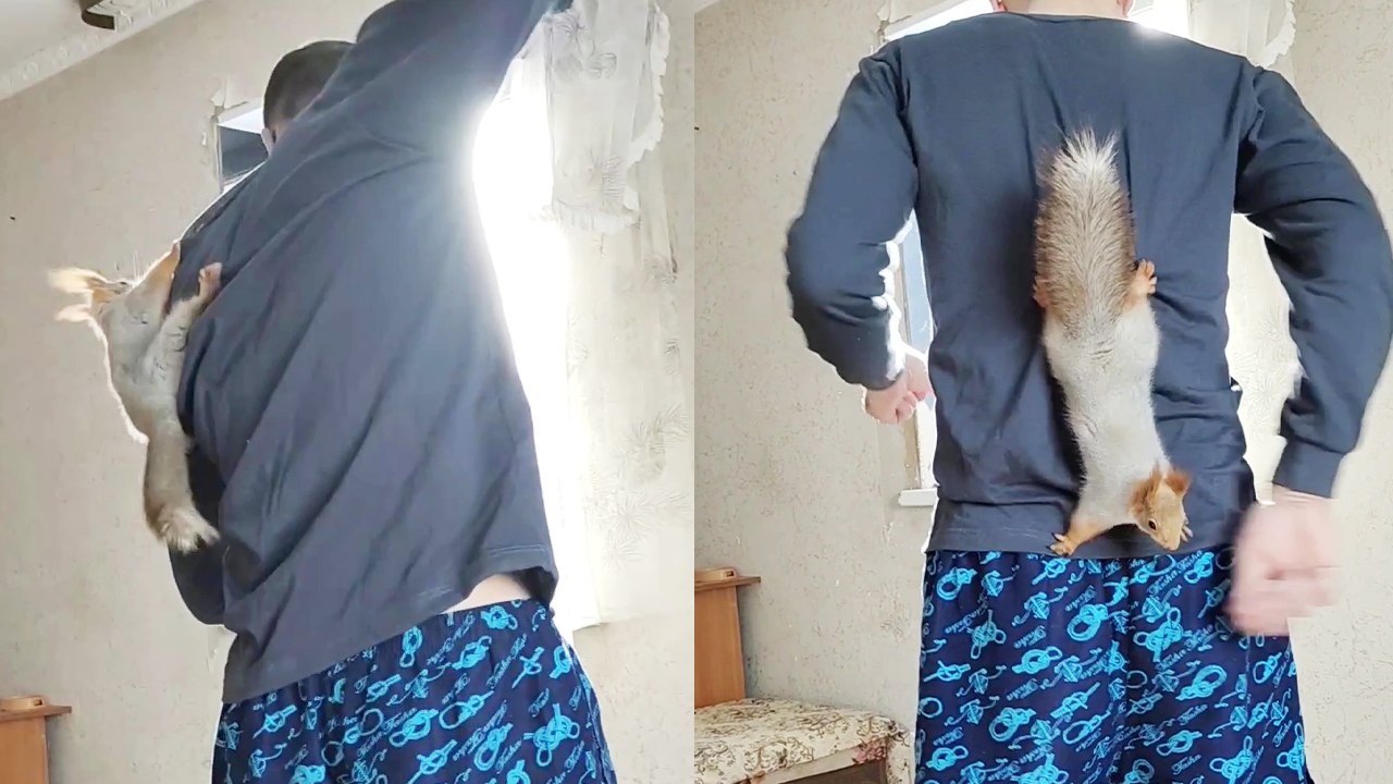 'Clingy squirrel won't get off of its owner's back '