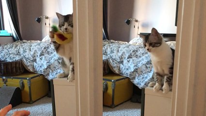 'Cat and hooman play with their new bird toy *ADORABLE*'