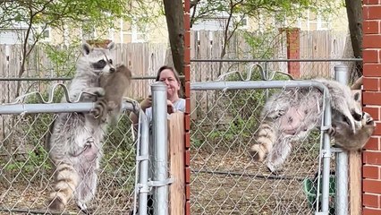 'Momma raccoon comes to the rescue of her energetic baby '