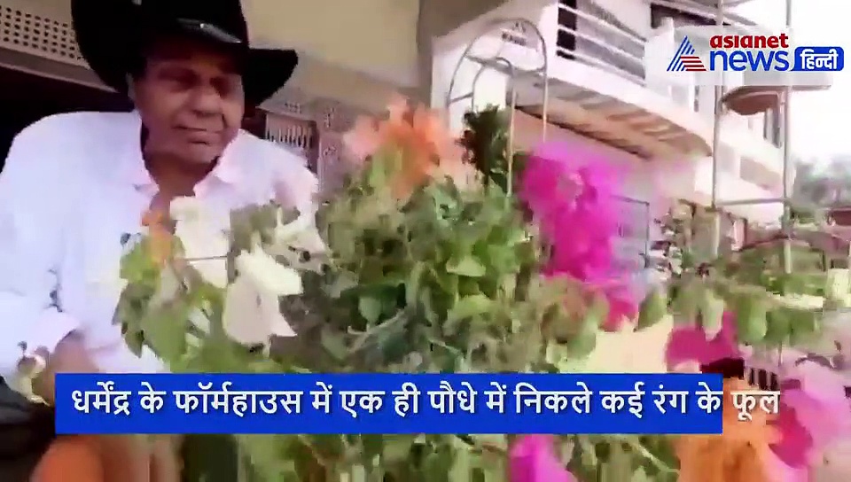 फार्महाउस में एक ही पौधे में निकले कई रंगों के फूल तो देखकर बेहद खुश हुए 84 साल के धर्मेंद्र