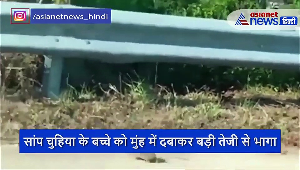 अपने बच्चे को बचाने के लिए काले नाग से भिड़ गई मां, आगे जो हुआ वो कर देगा हैरान