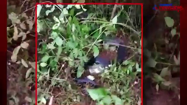 Watch: King cobra rescued as it was caught in a fence