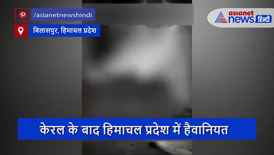 हथिनी के बाद गौ माता के साथ ज्यादती, गर्भवती गाय को खिलाया बम, उड़ गया जबड़ा