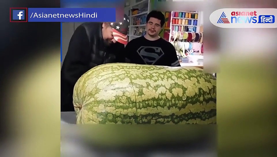 देखा है कभी 130 किलो का तरबूज? काटने में छूट गए लोगों के पसीने