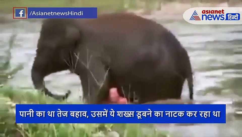 नदी में डूब रहे शख्स को हाथी ने बचाया, देखते ही दौड़ पड़ा बेजुबान