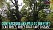 BBMP spending money to cut trees