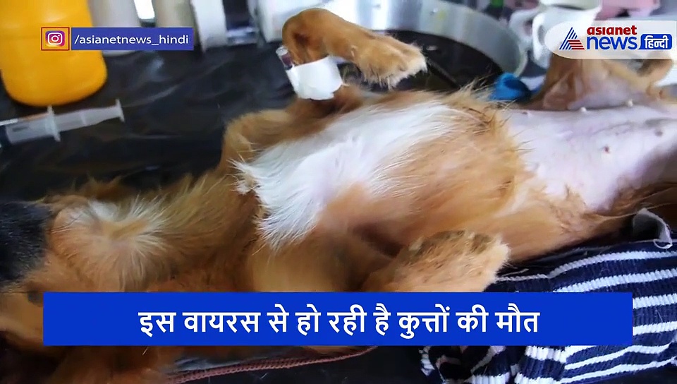 कुत्तों में फैल रहा जानलेवा वायरस, खड़े खड़े एक झटके में दम तोड़ रहे जानवर