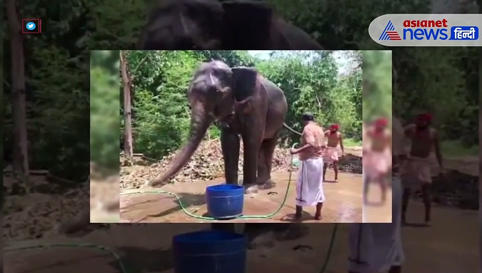 हाथी का साथी: बिहार के इस शख्स ने कर दी करोड़ों की संपत्ति अपने दो हाथियों के नाम