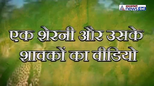नदी पार करते हुए बीच में फंस गया शेर का बच्चा, फिर ऐसे किया उसका मिशन कामयाब