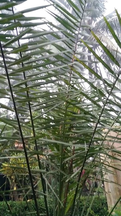 Pohon kurma