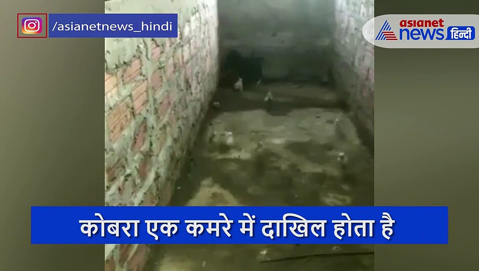 अपने बच्चों को बचाने कोबरा से भिड़ गई मुर्गी, देखें  रेयर फाइट का वीडियो