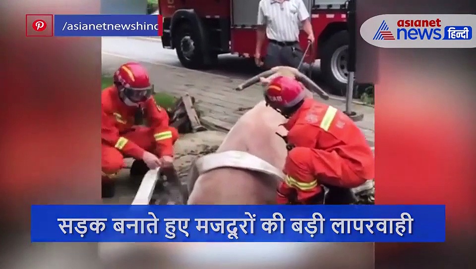 सड़क बनाते हुए मजदूरों ने खुला छोड़ दिया गड्ढा, गिरकर फंस गया भारी-भरकम भैंसा