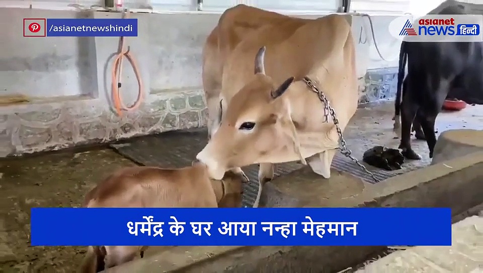 84 साल के धर्मेंद्र के घर आया नन्हा मेहमान तो खुशी से फूले नहीं समाए एक्टर, VIDEO