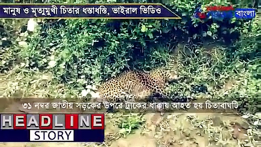 মৃত্যুমুখী বাঘ বনাম মানুষের লড়াই, ভাইরাল হল ভিডিও