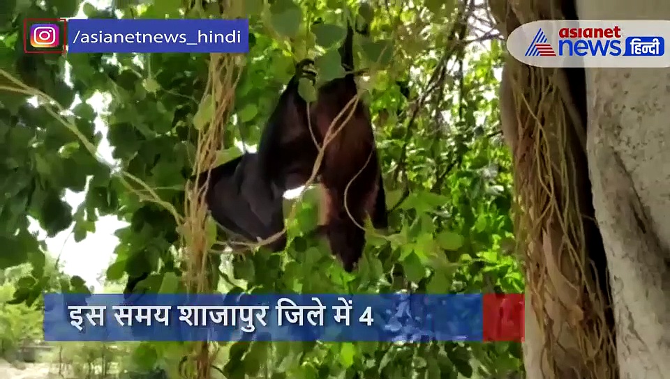 गर्मी ने  दिखाया अपना  प्रचंड रूप, पेड़ पर मरकर चिपके हुए हैं पक्षी