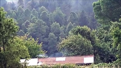 ovejas y cabras y vacas