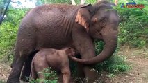 Bannerghatta Elephant