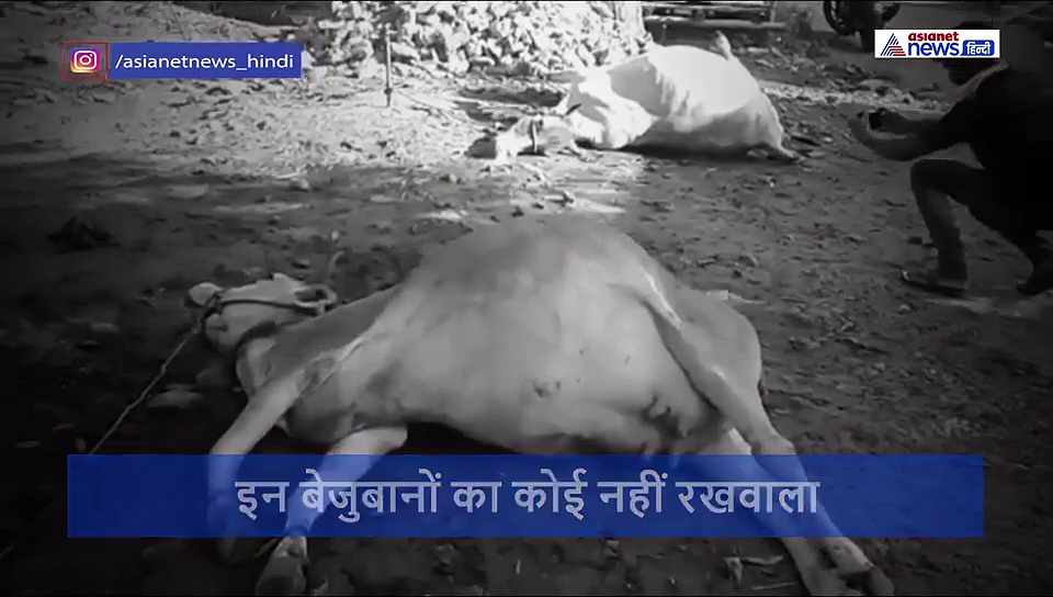गैस लीक: तड़प-तड़प कर मर गए जानवर, मुंह से फेंक दिया झाग