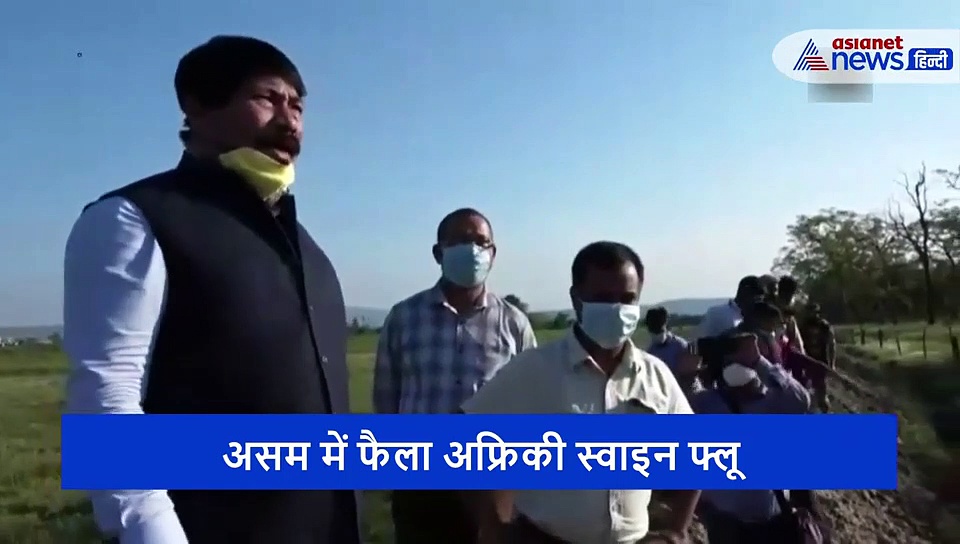 कोरोना काल में घुसा एक और वायरस, 13 हजार सुअरों की मौत