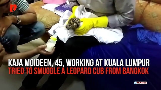 Leopard cub in check-in baggage rescued in Chennai Airport, passenger arrested