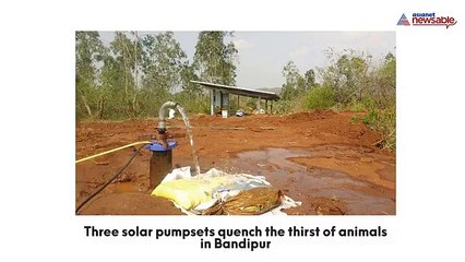 solar pumpsets quench the thirst of animals in Bandipur [VIDEO]