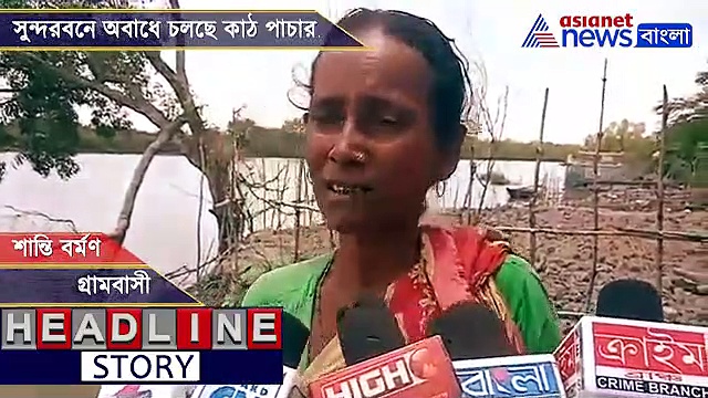 ফাঁকা হচ্ছে ম্যানগ্রোভ, সুন্দরবনের গভীর জঙ্গলে অবাধে কাঠ পাচার, দেখুন ভিডিও