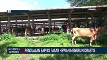 Penjualan Sapi di Pasar Hewan Menurun Drastis Akibat Wabah PMK