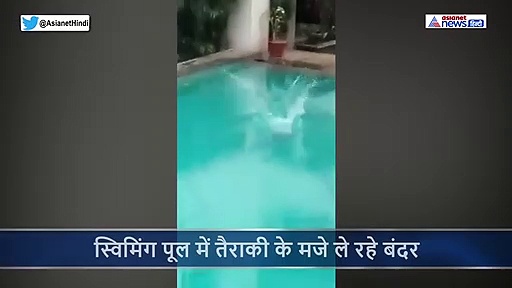 लोग घरों में कैद, स्विमिंग पूल में तैराकी के मजे ले रहे बंदर