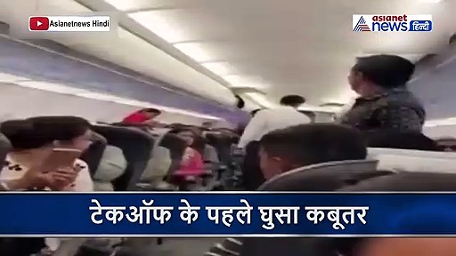 अहमदाबाद से जयपुर आ रही फ्लाइट में घुसा कबूतर, लोगों ने कहा- इसे बोर्डिंग पास  दे दो