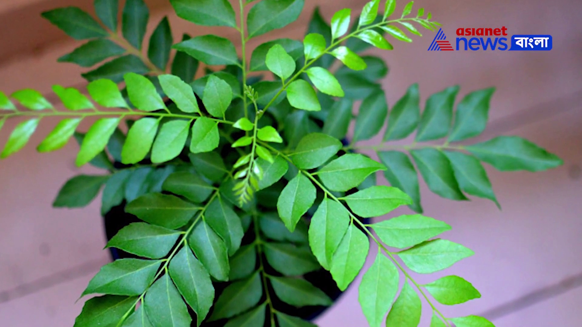 পাকা চুলের সমস্যায় জেরবার! ব্যবহার করুন এই ঘরোয়া টোটকা গুলি