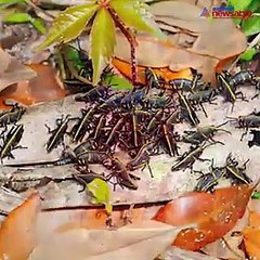 Endosulfan and the irreparable damage it has done to thousands of lives in Kerala