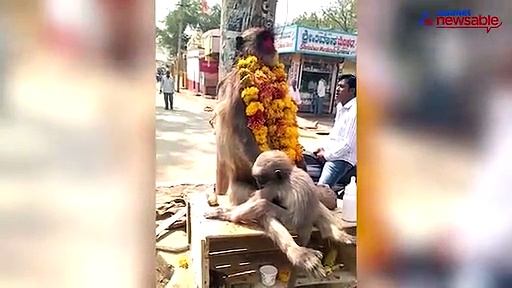 Baby monkey weeps over body of dead mum killed due to electric shock