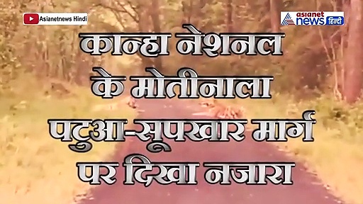 लॉकडाउन में सड़कों पर एक साथ दिखे 5 बाघ, देखिए रोंगटे खड़े कर देने वाला वीडियो