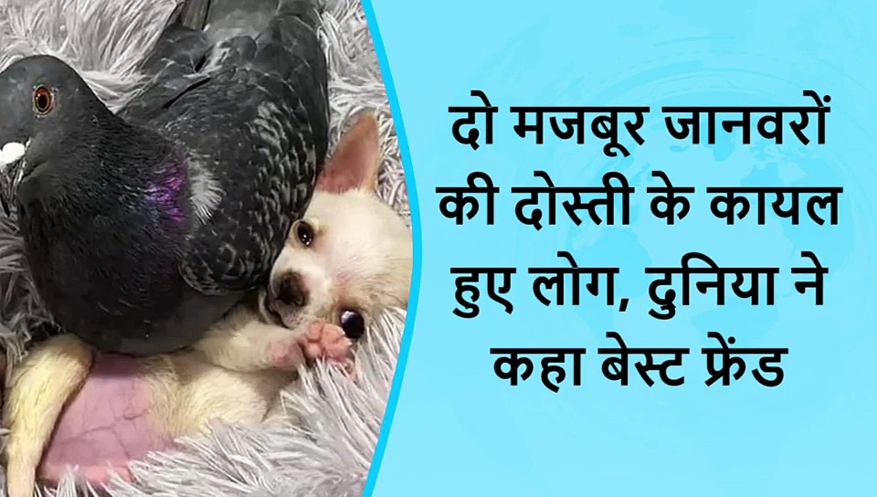 5 वायरल खबरें: ब्रिज पर किस कर रहा था कपल, अचानक हो गया हादसा