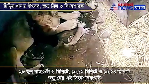 ২৭ বছর পরে সিংহের বাচ্চা হল আলিপুর চিড়িয়াখানায়, দেখুন ভিডিও