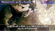 After 27 years 3 lion cubs took birth in Alipore Zoo