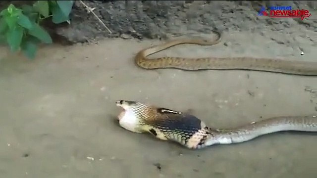 Snake swallows eggs for lunch, vomits them out