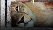 'Ranitha' The Asiatic lioness passes away in Mysuru Zoo