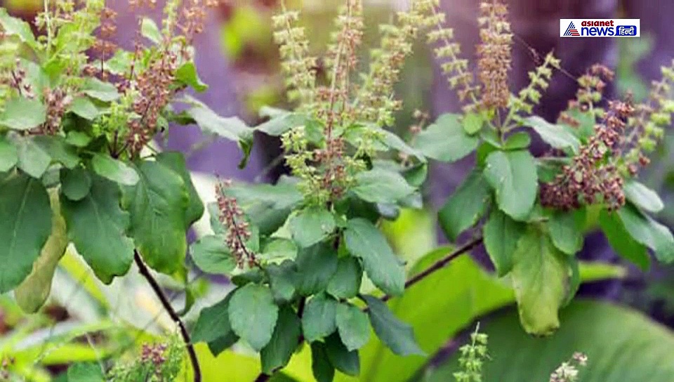 जिस घर में लगा होता है तुलसी का पौधा वहां कभी नहीं आती विपत्ती