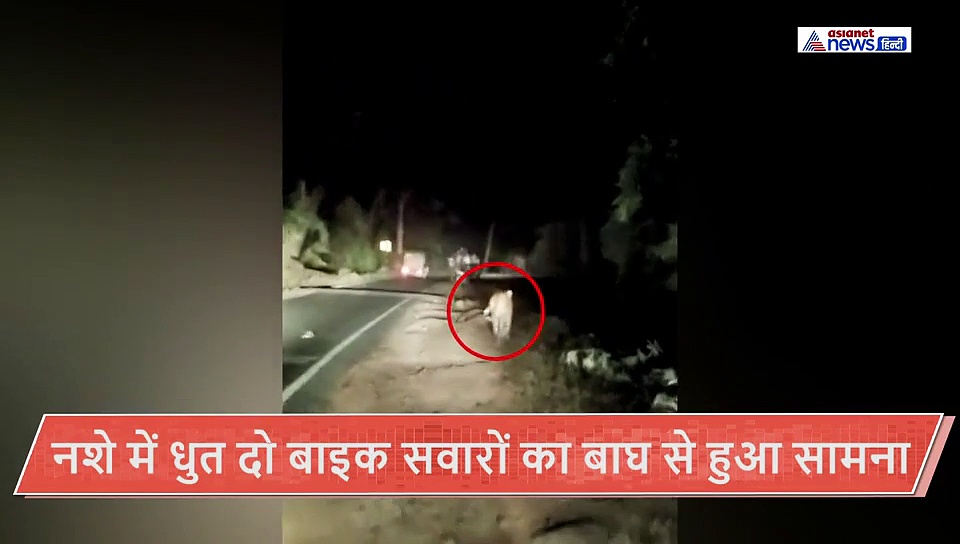 नशे में धुत दो बाइक सवारों के सामने आ गया बाघ...फिर जो हुआ वो रोंगटे खड़े कर देगा