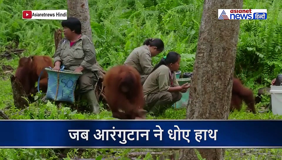 अब कोरोना से खौफ में आए जंगली जानवर, इंसानों को नजदीक देखते ही जंगल में धोने लगे हाथ