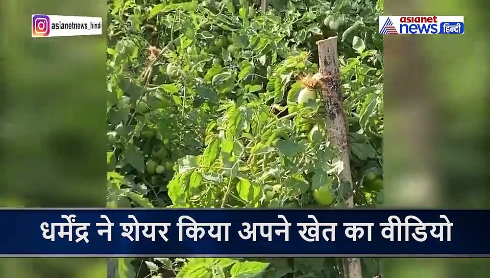 टमाटर, बैंगन और गोभी की फसल देख बेहद खुश नजर आए 84 साल के धर्मेंद्र, बताया कैसे बीताते है वक्त