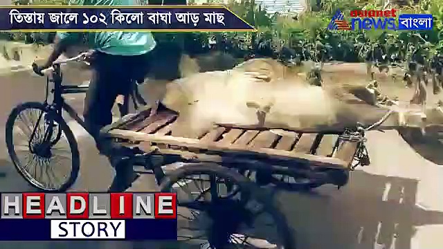 ১০২ কেজির বাঘা আড়, দামে পাল্লা দিল টাটকা ইলিশের সঙ্গে, দেখুন ভিডিও