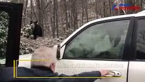 Watch: Hungry bear locked inside a car, man tries to help him out