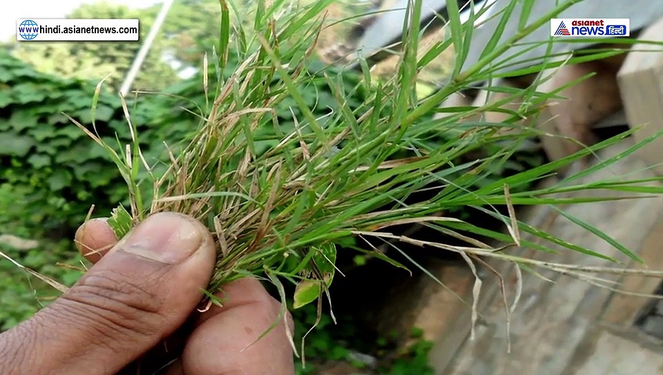 गणेश भगवान के मंदिर जाएं...और मूर्ति के सामने खड़े होकर ऐसे करें पूजा, हर मुश्किल हो जाएगी आसान
