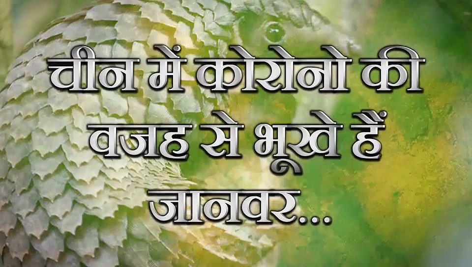 चिड़ियाघर में एक-दूसरे को मारकर खा रहे जानवर, हो चुका है इतना खौफनाक हाल
