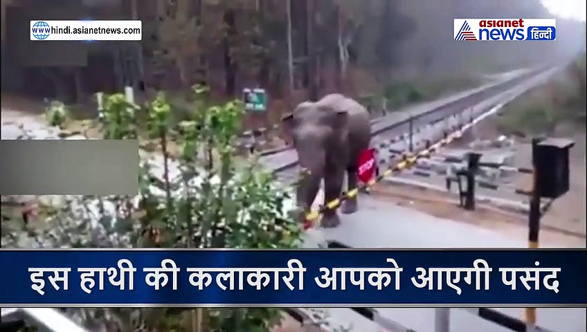 पहुंचने की जल्दी थी लेकिन बीच में आ गई रेलवे लाइन....इस हाथी की कलाकारी से खुश हो जाएंगे आप