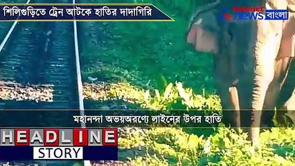 Elephant stops train in Mahananda reserve forest